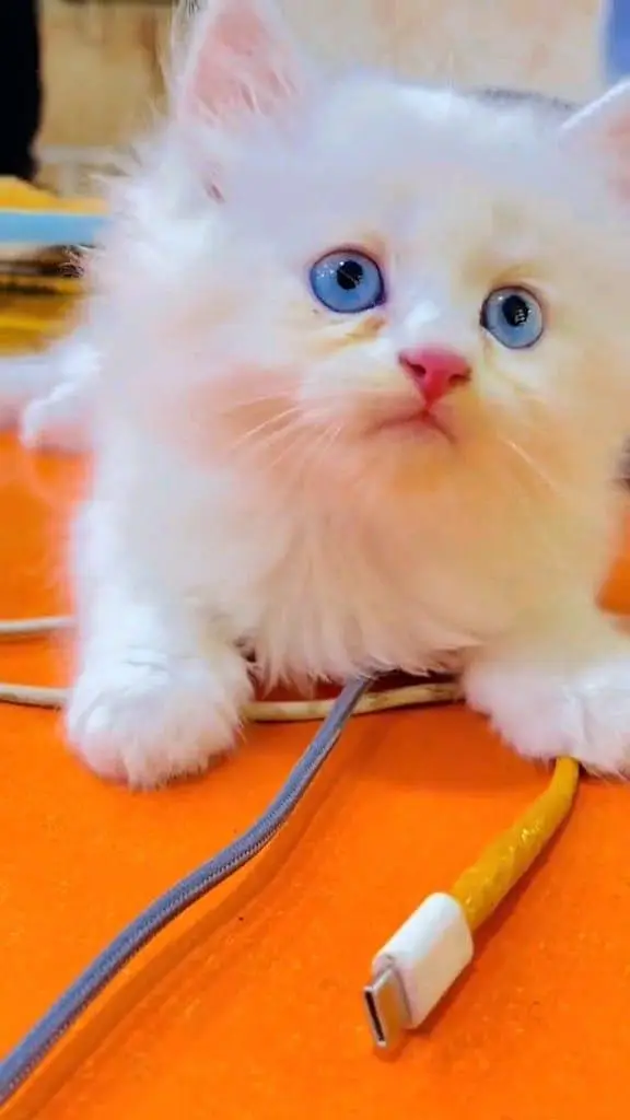 Persian cat for sale Punch face — photo 2