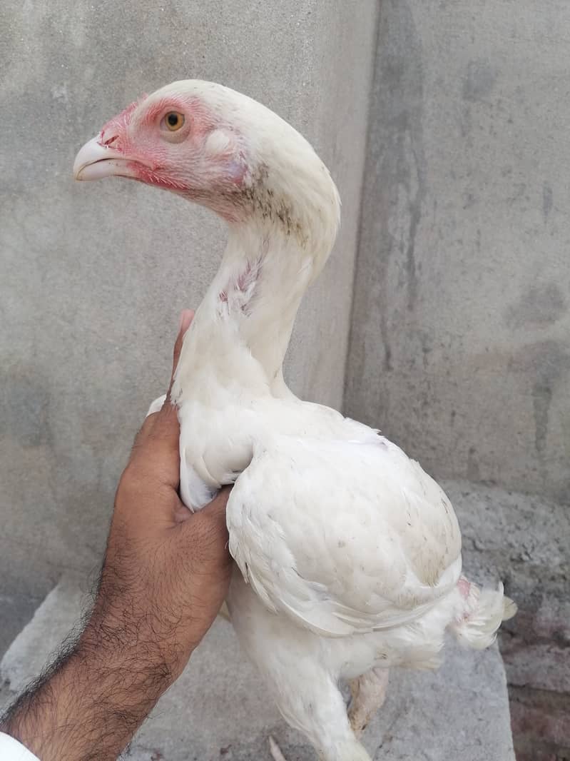 Heera pathi 2