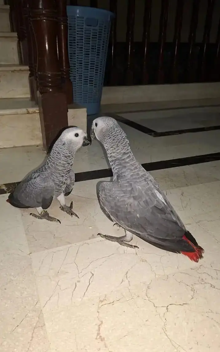 African gray parrot cheeks for sale 0370/7908/904 — photo 3