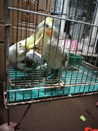 cocktail for sale