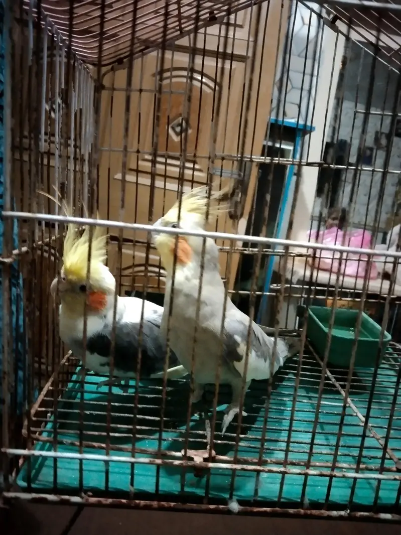cocktail for sale — photo 2