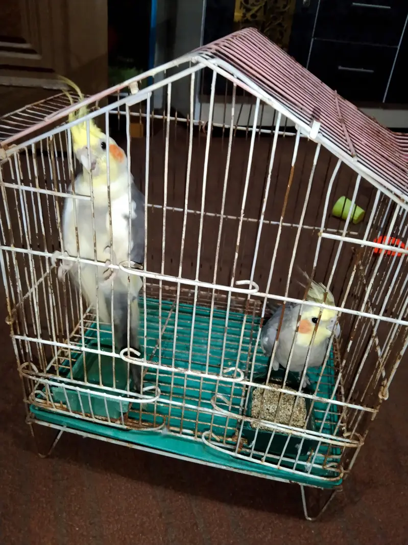 cocktail for sale — photo 4