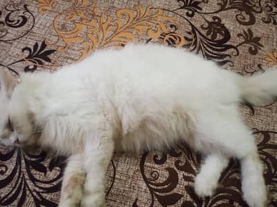 pregnant cat for sale