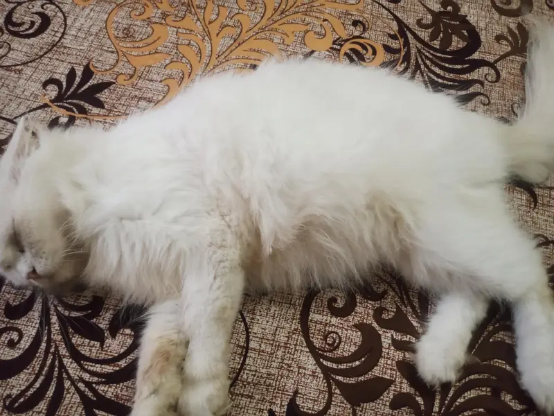 pregnant cat for sale — photo 2