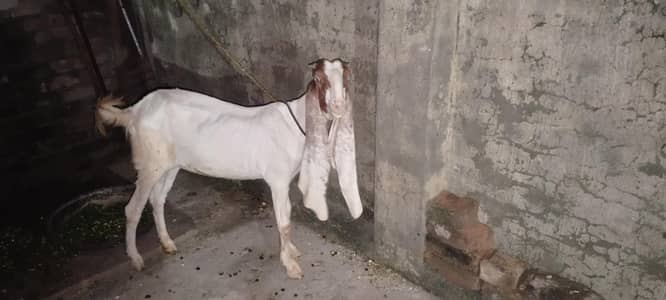 for sale hai kabori fresh cross hoi hai