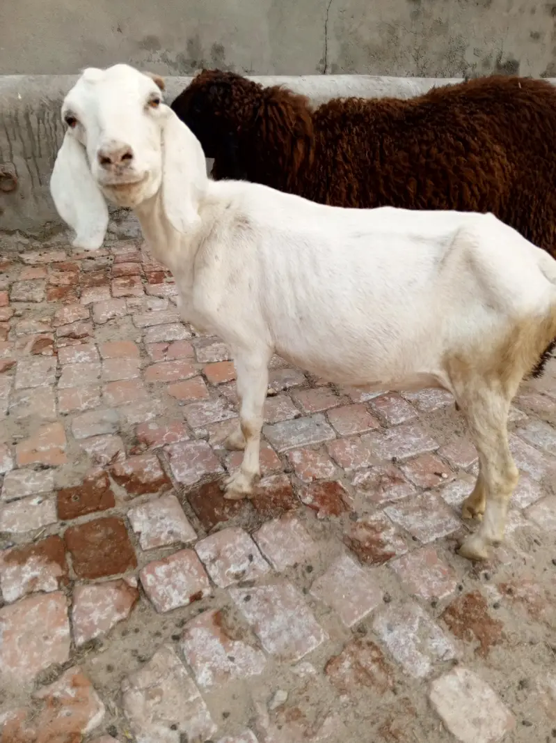 8 month Path Cross Ka Confirm Nai Shyd Ho Gyi Ho Khali Kr KY Den Gy — photo 2