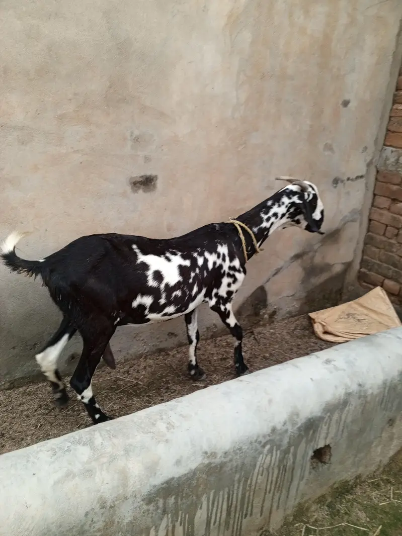 8 month Path Cross Ka Confirm Nai Shyd Ho Gyi Ho Khali Kr KY Den Gy — photo 4
