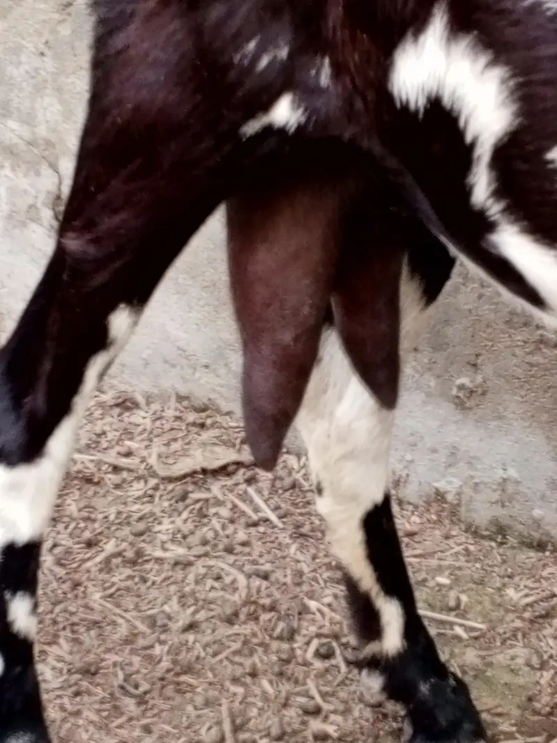 8 month Path Cross Ka Confirm Nai Shyd Ho Gyi Ho Khali Kr KY Den Gy — photo 5