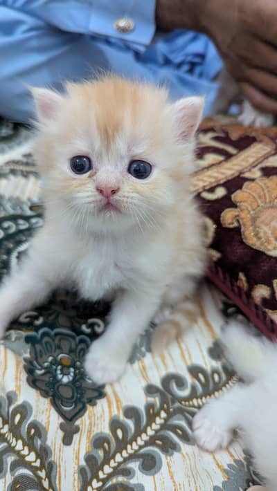 Cute Kitten Persian Kitten Punch Face Cats