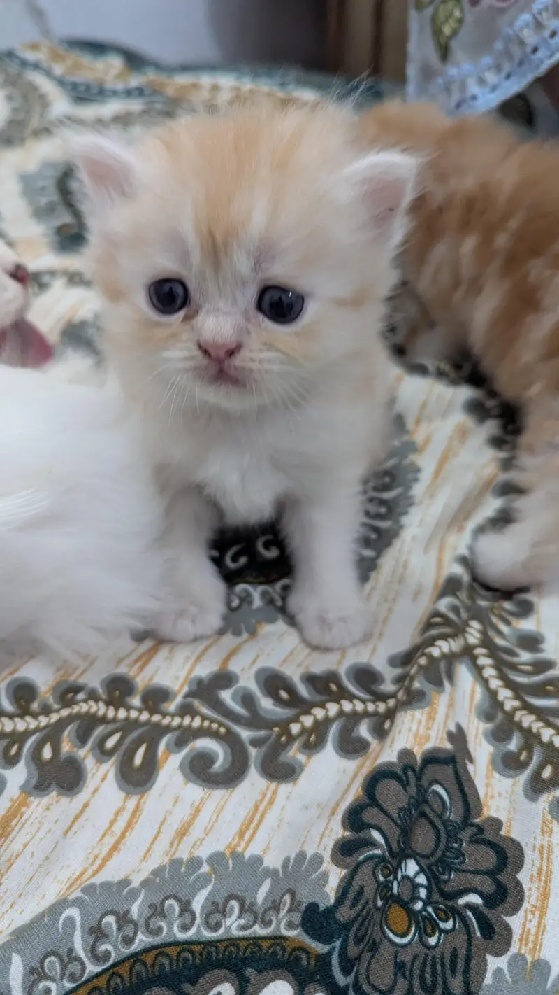 Cute Kitten Persian Kitten Punch Face Cats — photo 2