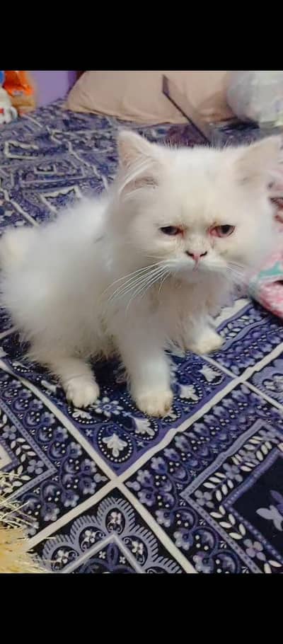 Persian cat  triple coat punch face