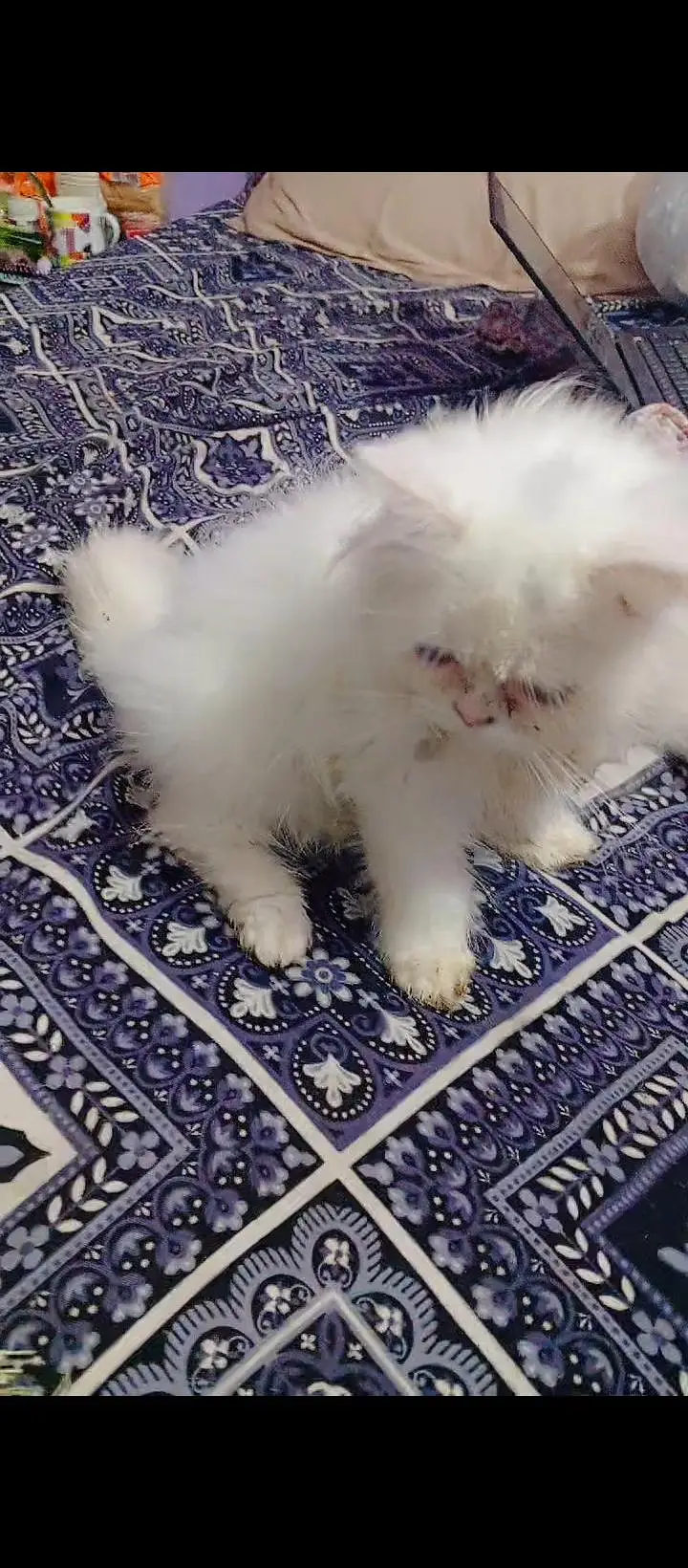 Persian cat  triple coat punch face — photo 2