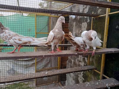 indian rampuri 4 pice adults available