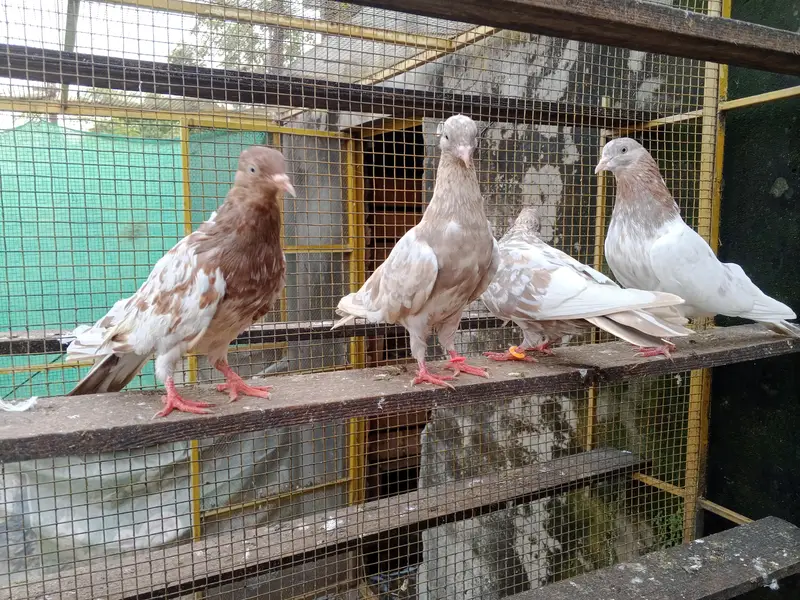 indian rampuri 4 pice adults available — photo 2