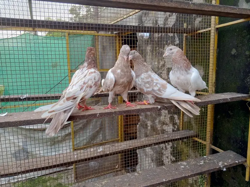 indian rampuri 4 pice adults available — photo 3