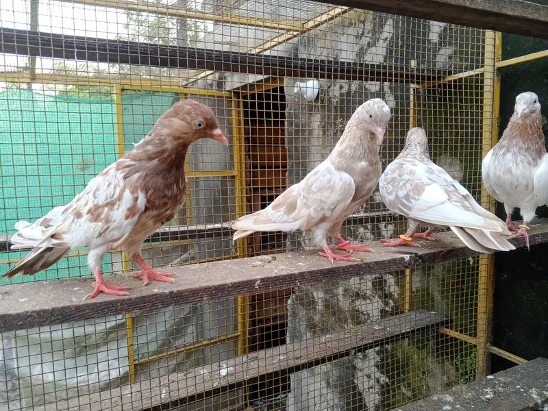 indian rampuri 4 pice adults available — photo 4