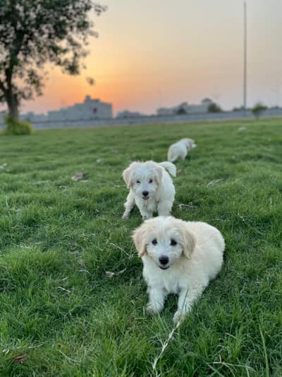 Maltese pupies |  imported puppies |  Maltese pair for sale