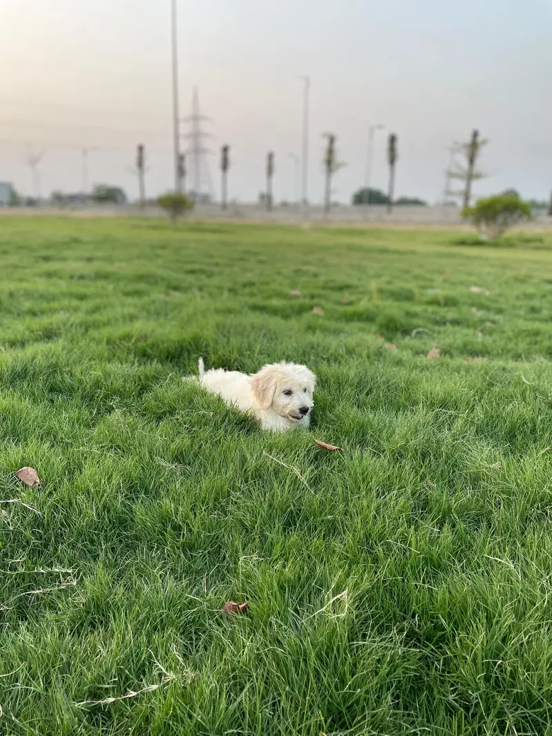 Maltese pupies |  imported puppies |  Maltese pair for sale — photo 2