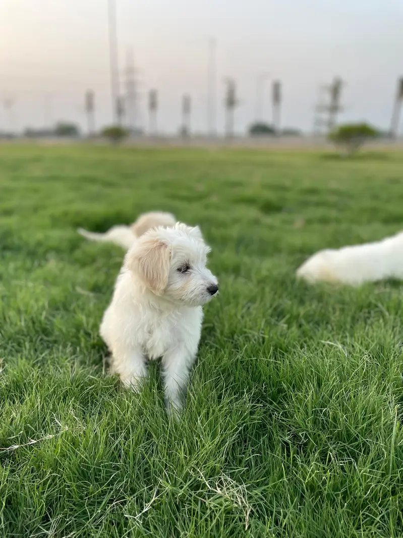 Maltese pupies |  imported puppies |  Maltese pair for sale — photo 3
