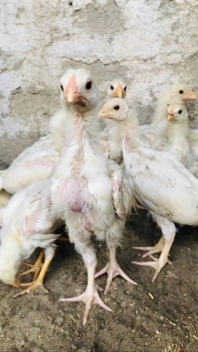 paper white heera aseel chicks