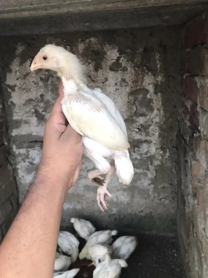 paper white heera aseel chicks — photo 2