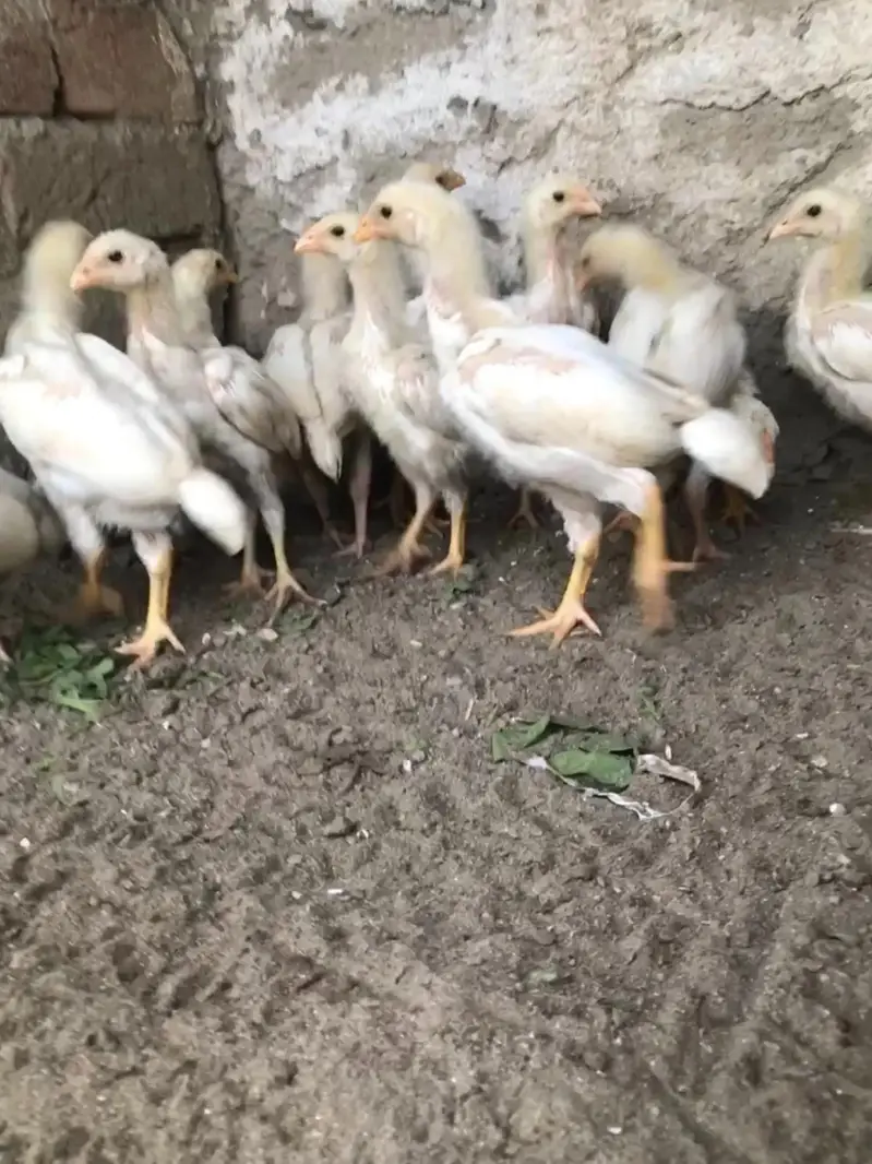 paper white heera aseel chicks — photo 3