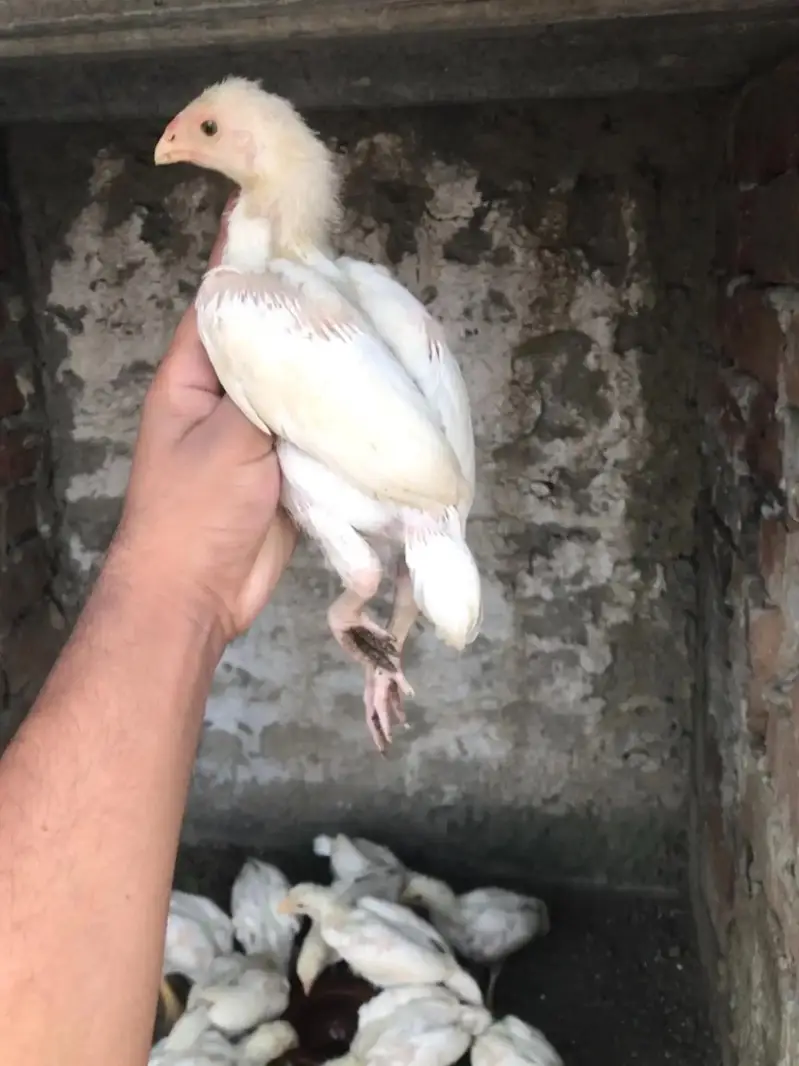 paper white heera aseel chicks — photo 4