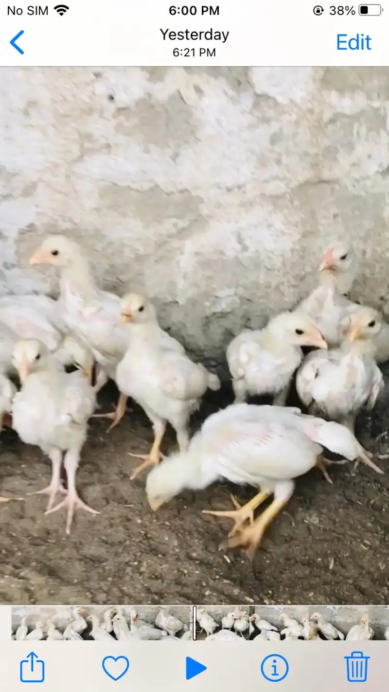 paper white heera aseel chicks — photo 5