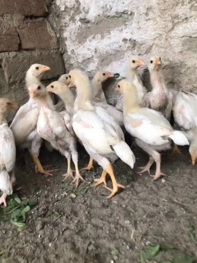 paper white heera aseel chicks — photo 6