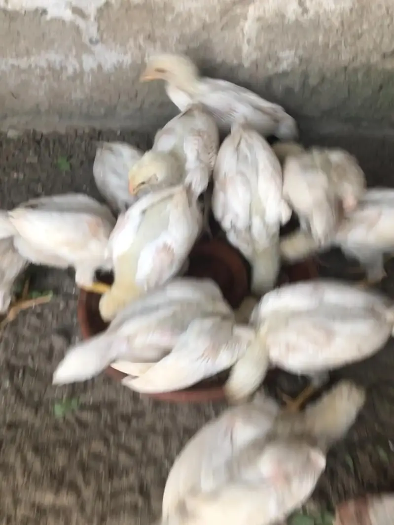 paper white heera aseel chicks — photo 7
