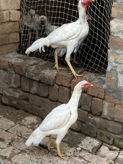 paper white heera aseel