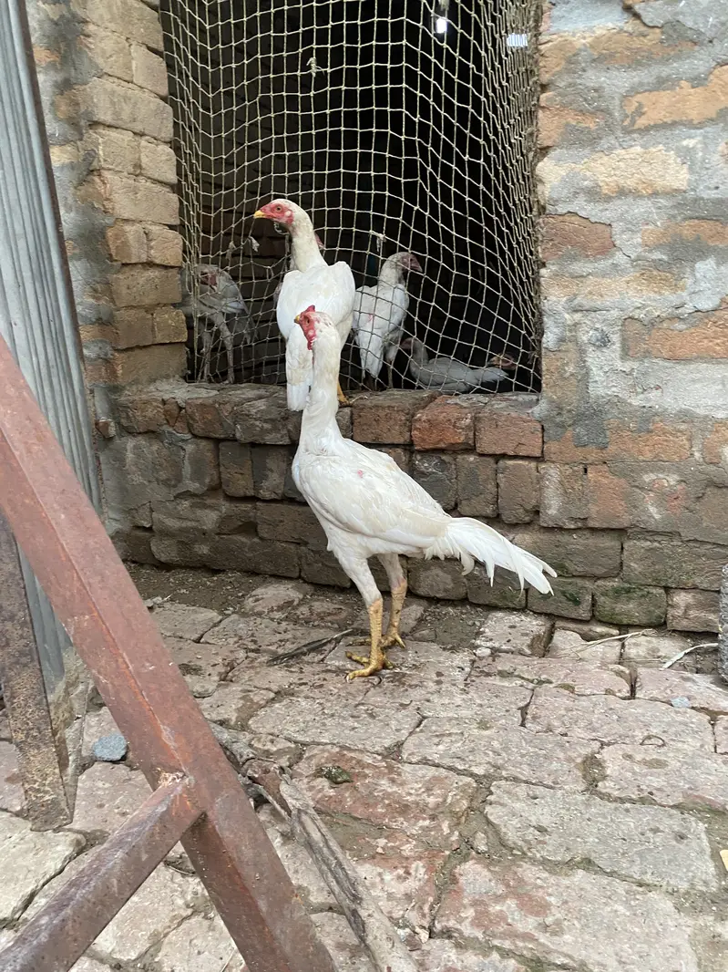 paper white heera aseel — photo 2