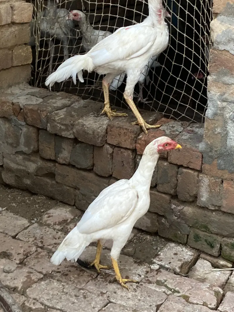 paper white heera aseel — photo 4