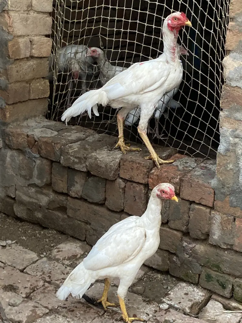 paper white heera aseel — photo 5