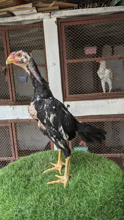 Supreme Quality German O Shamo – 2 Months Old, Blue Lineage Male