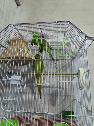 Green Parrot