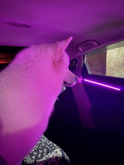 Taper white husky for sale