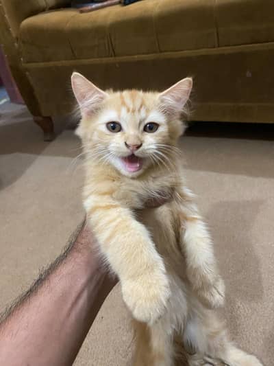 Persian kitten