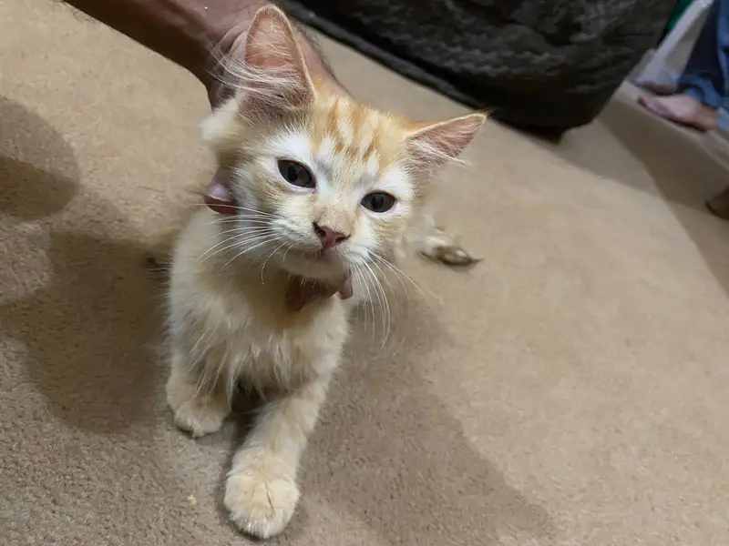 Persian kitten — photo 2