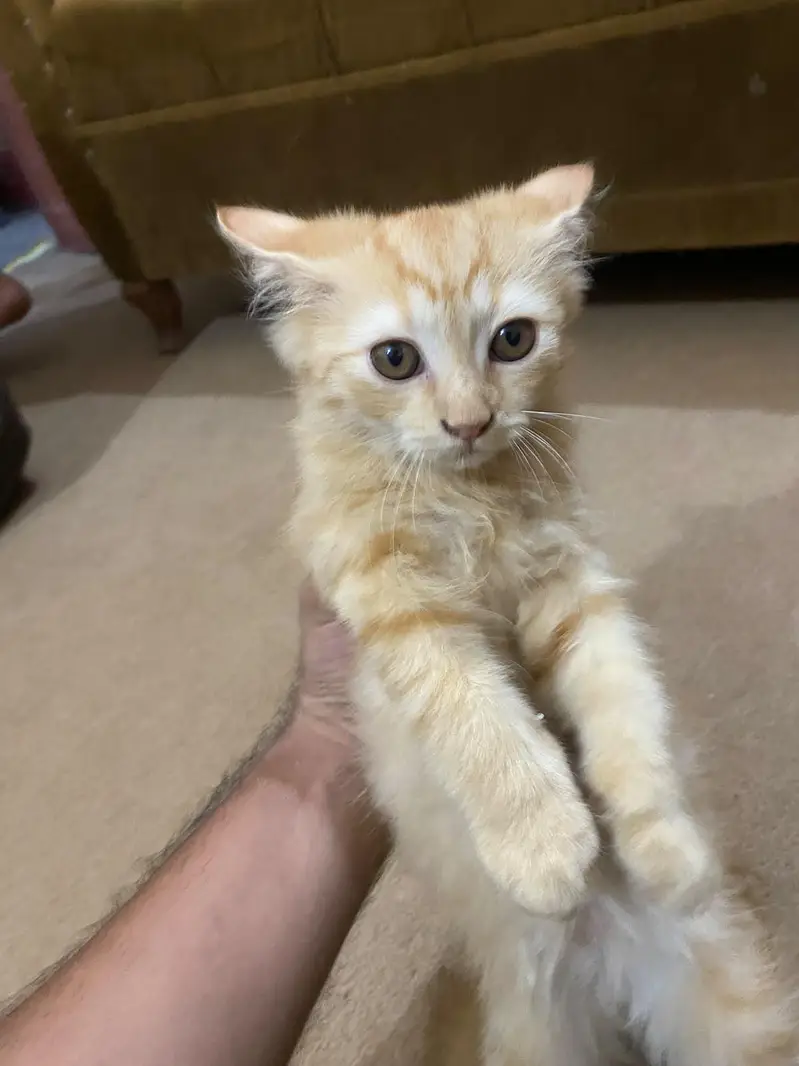 Persian kitten — photo 3