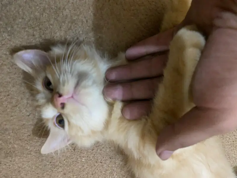Persian kitten — photo 4
