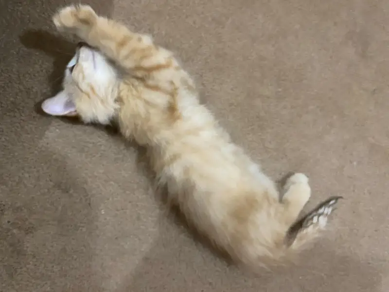 Persian kitten — photo 5