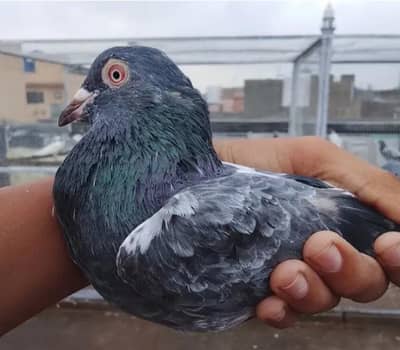 baby pigeon for sale