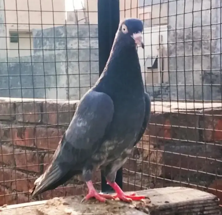baby pigeon for sale — photo 2
