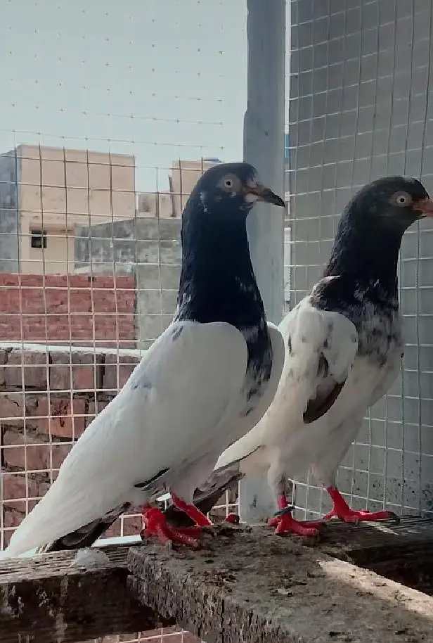 baby pigeon for sale — photo 4