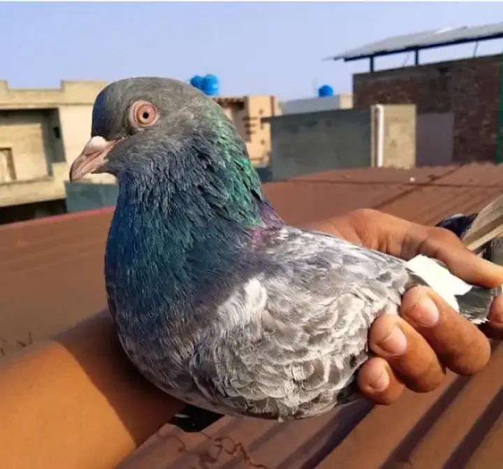 baby pigeon for sale — photo 6