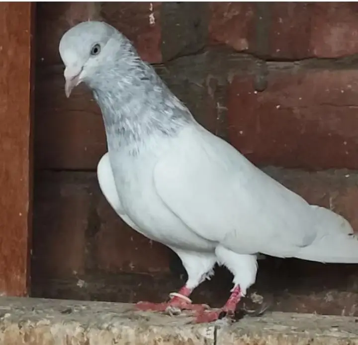 baby pigeon for sale — photo 7