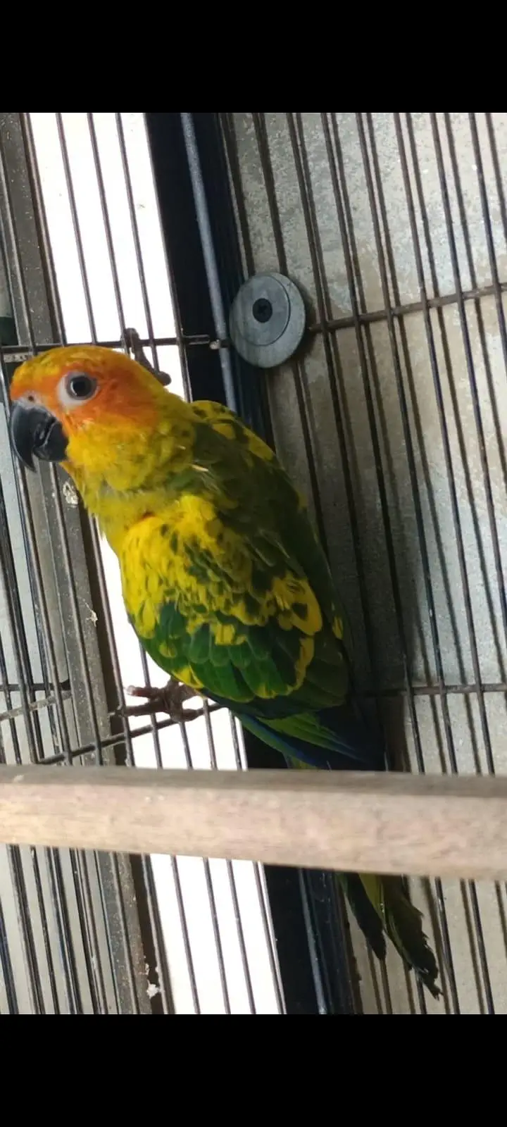 suncunure high red factor femel. dna sat all ok 15 month — photo 2