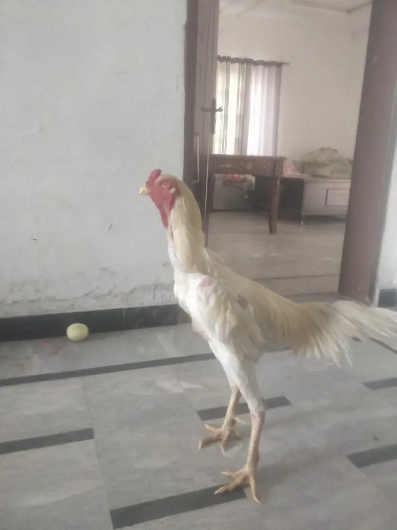 suncunure high red factor femel. dna sat all ok 15 month — photo 4