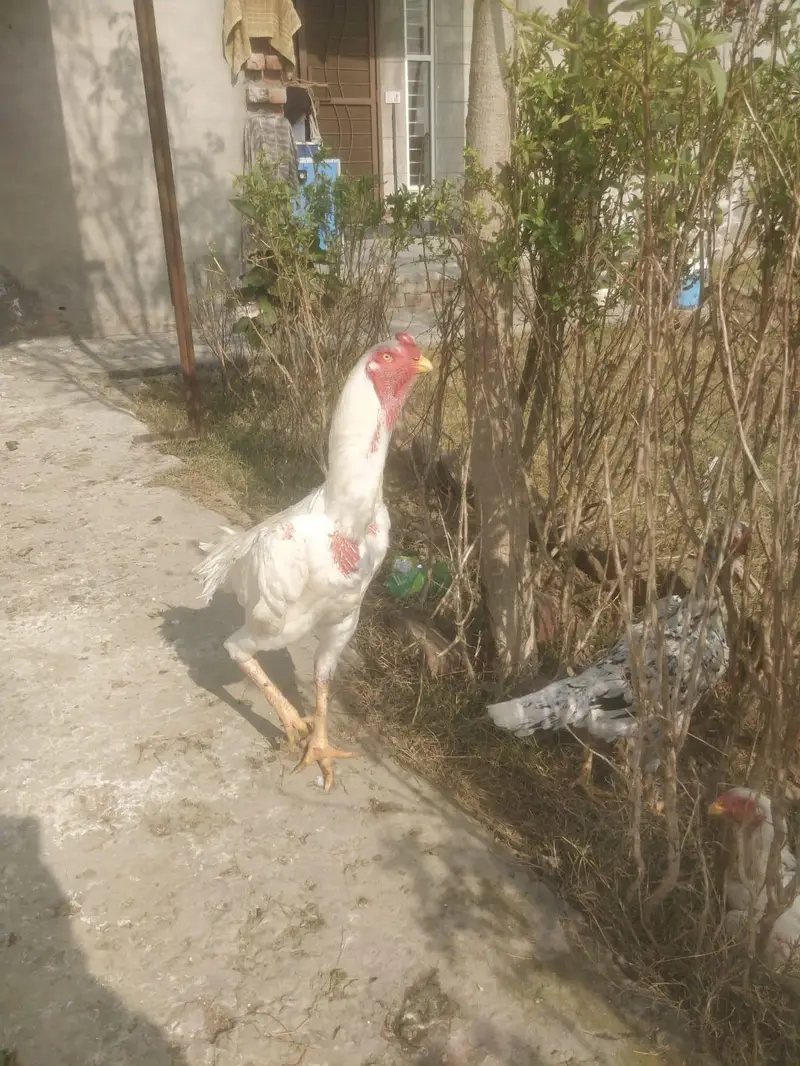 suncunure high red factor femel. dna sat all ok 15 month — photo 5